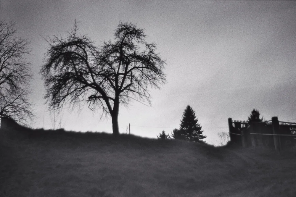 Baum am Hang